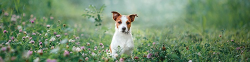 Dog-friendly Leicestershire