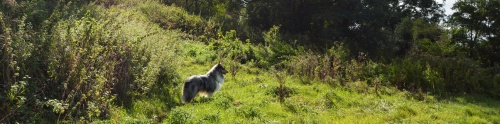 Dog Friendly Lodges Sussex