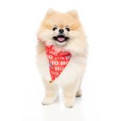 FuzzYard - Ho Ho Christmas Bandana With Bell
