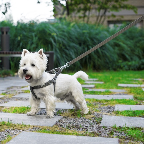 westie harness
