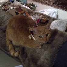Biscuit