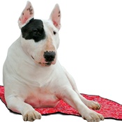 Aqua - Dog Cooling Mat in Red Western