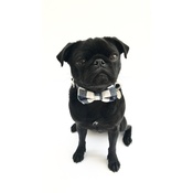 Percy & Co - Collar and Bow Tie - The Anglesey