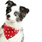 Pet Pooch Boutique - Patchwork Hearts Dog Bandana