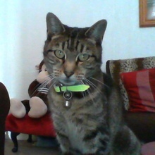 mimi