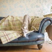 The Lounging Hound - Waterproof Wool Throw - Moorland