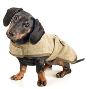 Country and Twee - Tweed Dachshund Coat