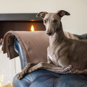 The Lounging Hound - Pure Wool Throw - Desert Stone