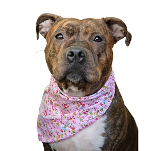 Pepper Dog Bandana
