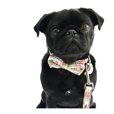 Collar, Bow Tie and Lead Set - Clifton 2