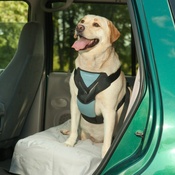Bergan - Car Harness