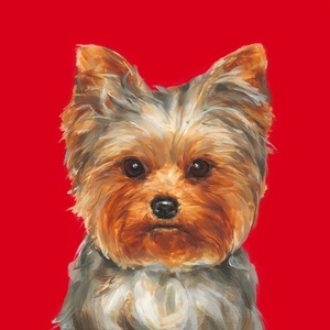 Yorkshire Terrier Art Print
