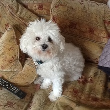 Rufus
