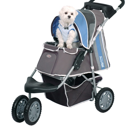 dog in buggy