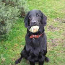 Oscar