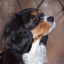 Lady
