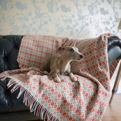 The Lounging Hound - Patterned Merino Wool Throw - Summer