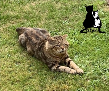 Catwel cat charity, cardiff