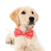 FuzzYard - HO HO Christmas Bow Tie