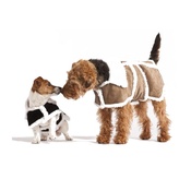 Hailey & Oscar - Brown Sherpa Leather Dog Coat