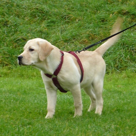 maroon dog harness