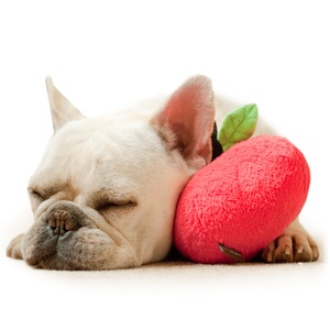 Plush Dog Toy - Apple