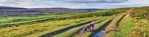 Dog-Friendly Cottages in Yorkshire