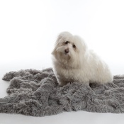 In Vogue Pets - Shaggy Pet Blanket - Silver