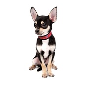 Aqua - Dog Cooling Collar in Red Western