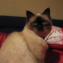 Linda