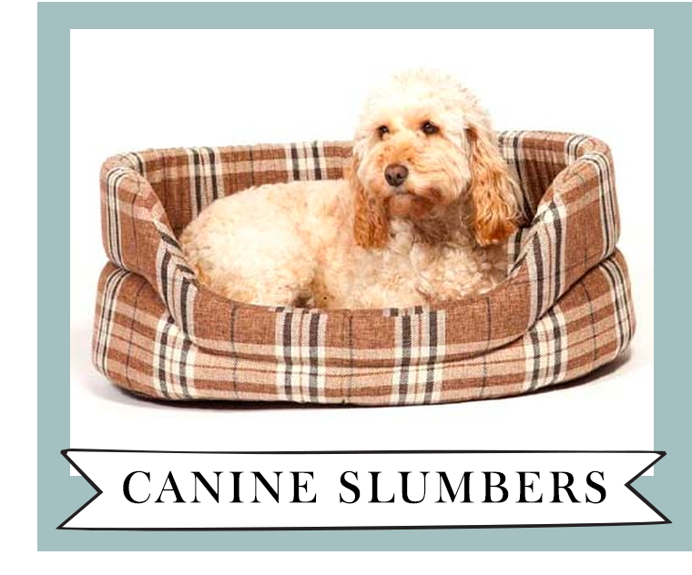 Box 6 - Canine Slumbers