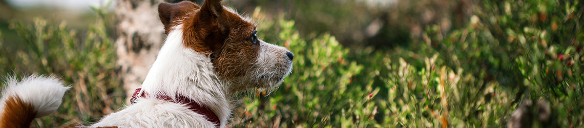 Norfolk dog-friendly holidays