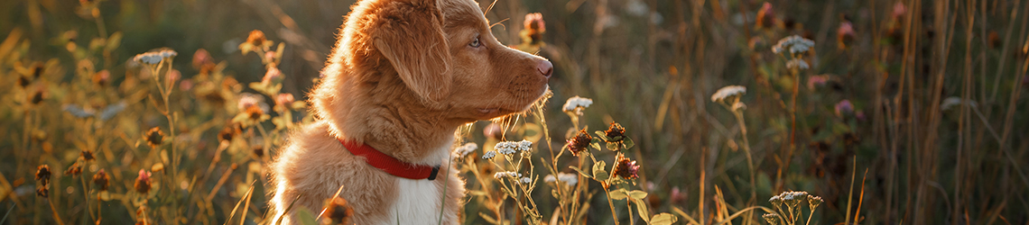 Dog-friendly Hotels & Accommodation in Scotland